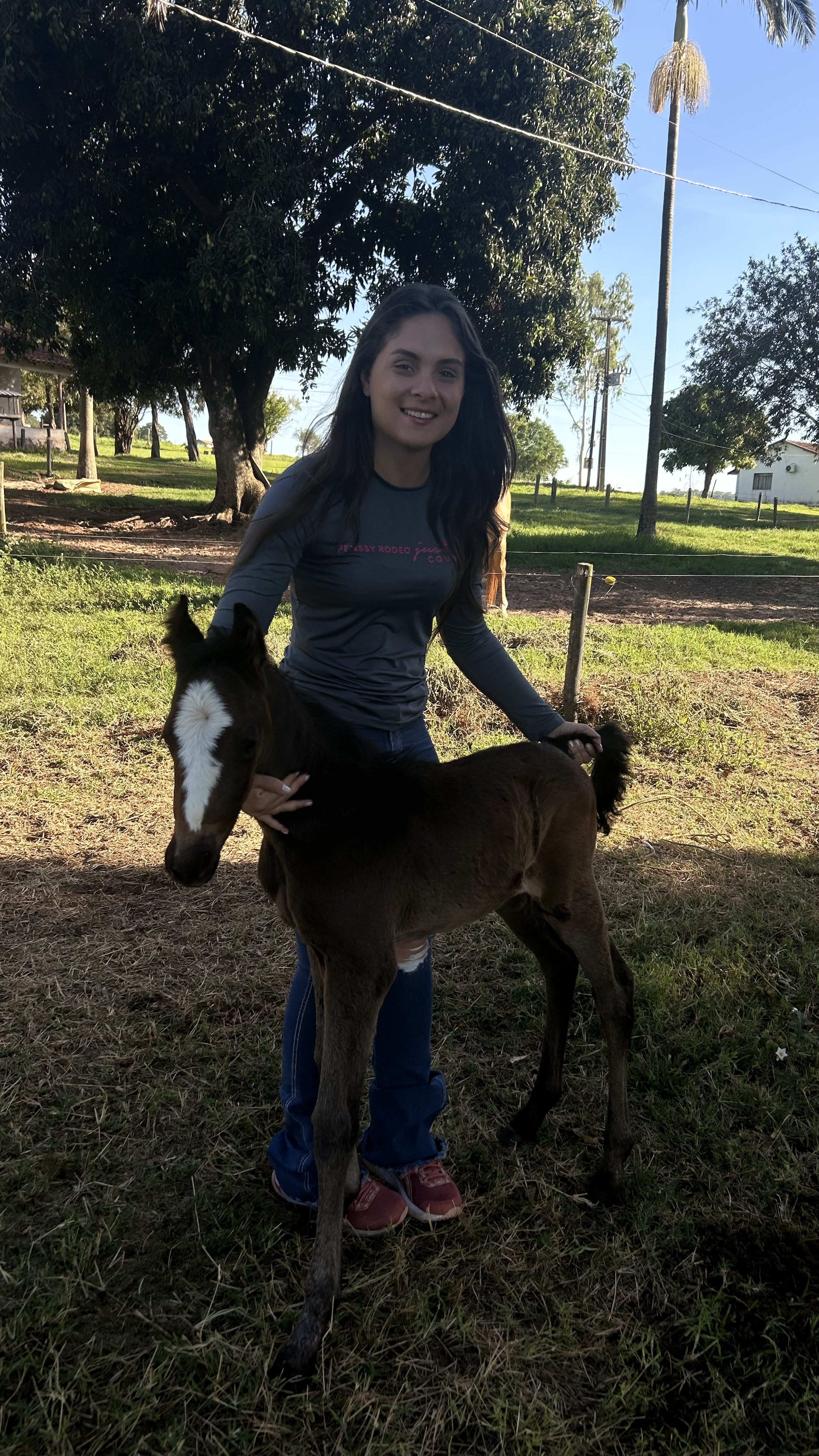 Trabalho clínico de campo com cavalo